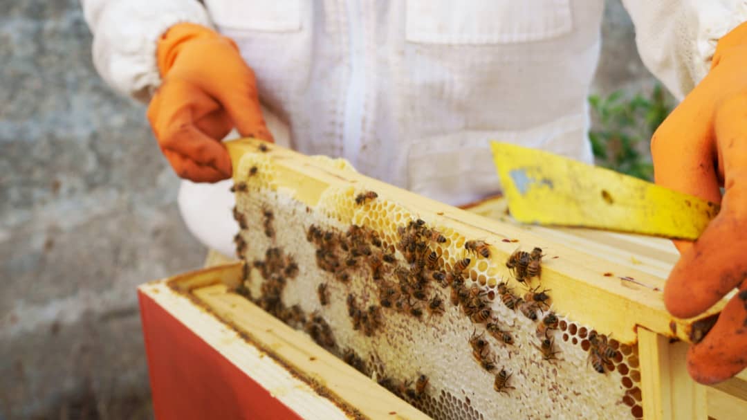 Il tuo futuro nelle mani degli apicoltori