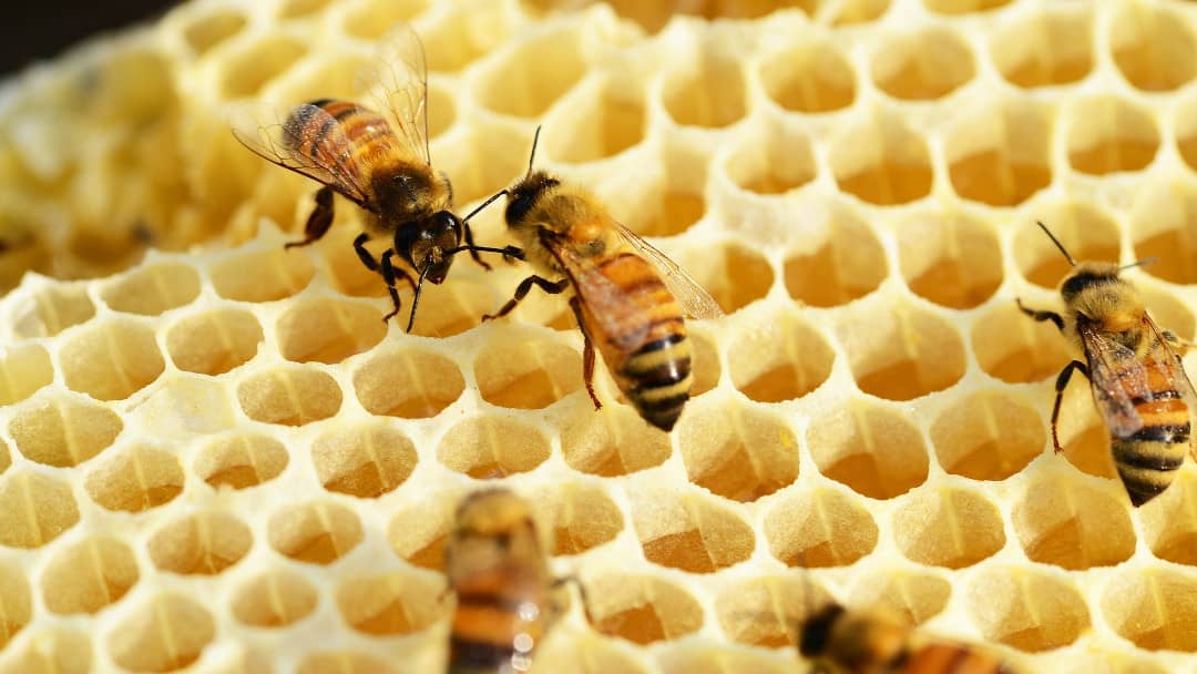 La carriera dell'ape operaia